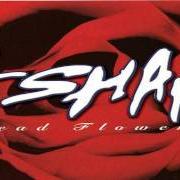 El texto musical HOLD U UP de ESHAM también está presente en el álbum Dead flowerz (1996)