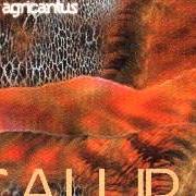 El texto musical SPIRANZA de AGRICANTUS también está presente en el álbum Calura (2002)