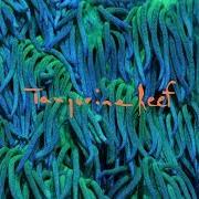 El texto musical BUXOM de ANIMAL COLLECTIVE también está presente en el álbum Tangerine reef (2018)