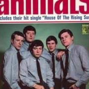 The animals [us]