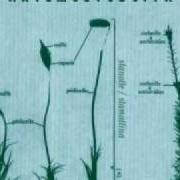 El texto musical HULK NELLA MONTAGNA de ARTEMOLTOBUFFA también está presente en el álbum Stanotte | stamattina (2004)