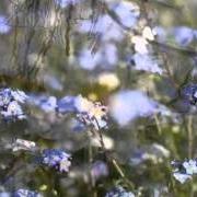 El texto musical PERLES DE PLUIE de AXELLE RED también está presente en el álbum Jardin secret (2006)