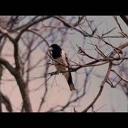 El texto musical SIMPSON DESERT de JOHN WILLIAMSON también está presente en el álbum Butcherbird (2018)