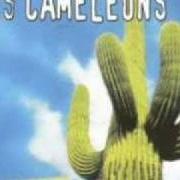 El texto musical ESE BARRIO de LES CAMÉLÉONS también está presente en el álbum Chaleur (1999)