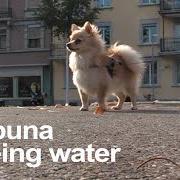 El texto musical BEING WATER de LALI PUNA también está presente en el álbum Being water (2019)