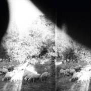El texto musical PEASANTRY OR LIGHT! INSIDE OF LIGHT! de GODSPEED YOU! BLACK EMPEROR también está presente en el álbum Asunder, sweet and other distress (2015)