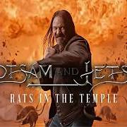 Rats in the temple