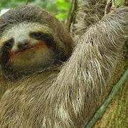 Sloth