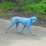 Blue Dogs