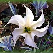 Datura