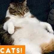 Fatcat